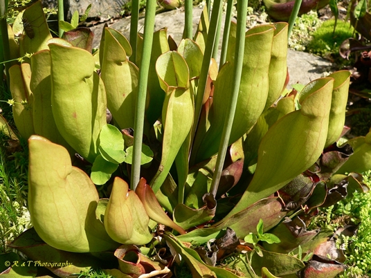 {Sarracenia purpurea var. purpurea}